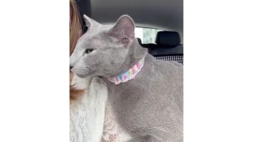 車の中の猫