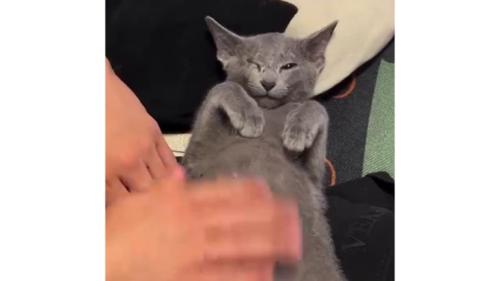 ヘソ天している猫
