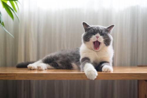 あくびをする猫