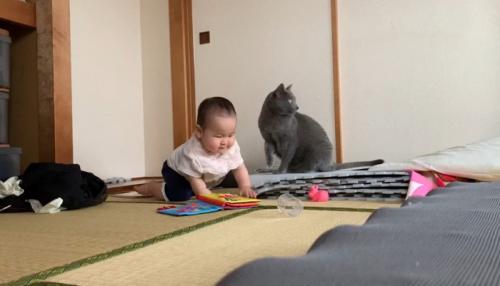 やめる猫