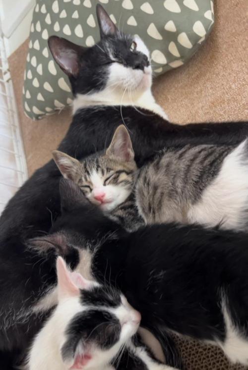 母猫に寄りかかって寝る子猫