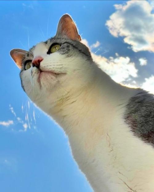 青空と猫