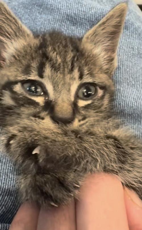 投稿主さんにお腹をくすぐられる子猫
