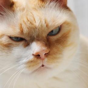 猫の『しかめっ面』に隠されている心理3選　不機嫌に見えるだけ？誤解されやすい表情の意味とは