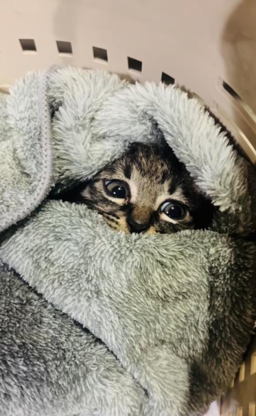 タオルにくるまれている子猫