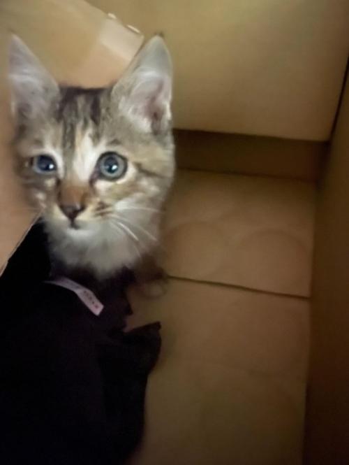 箱の中にいる子猫