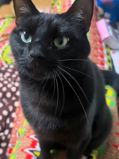 お座りする黒猫