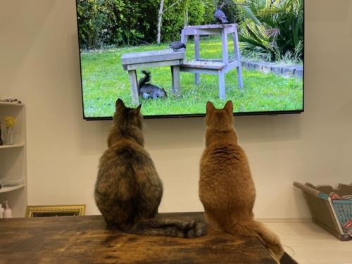 テレビを見る2匹の猫の背中