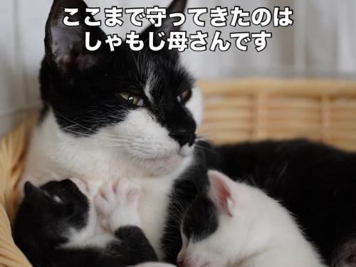 母猫に寄り添う子猫たち