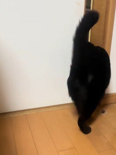 ドアの隙間に入っていく猫