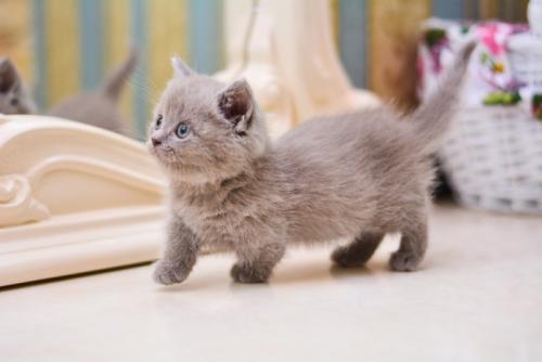 鏡の前を歩くマンチカンの子猫