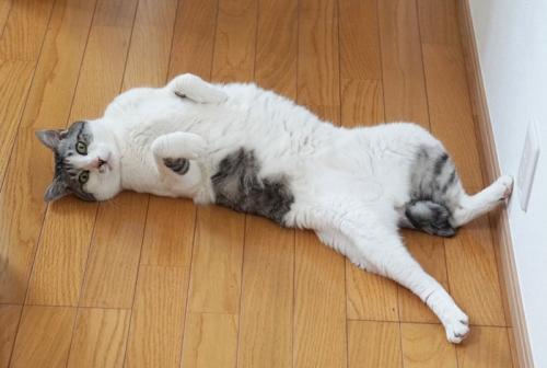 壁に後ろ足をつけて仰向けになる猫