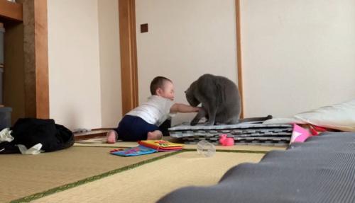 猫を触る赤ちゃん