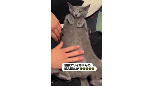 ヘソ天している猫