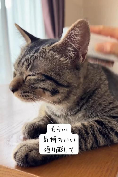 背中をブラッシングされる猫