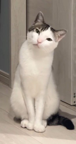 首を傾げて飼い主を見つめる猫