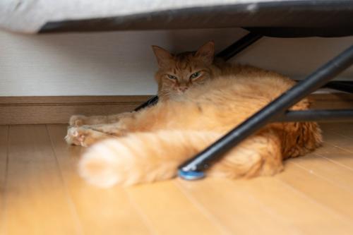 家具の下に潜む猫