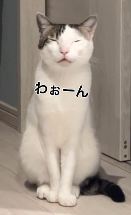 「わぉーん」という声で鳴く猫