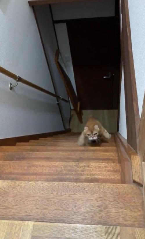 階段を登る猫