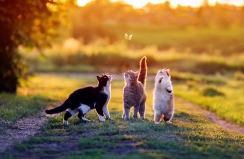 チョウにじゃれる猫3匹