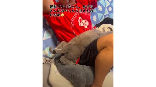 男の子と猫
