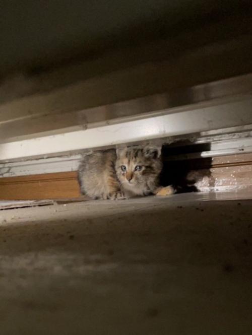 隠れている子猫