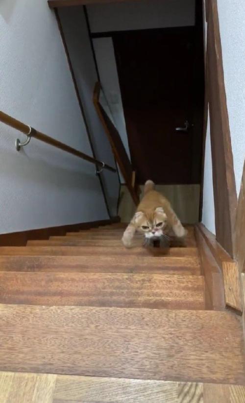 階段を登る猫