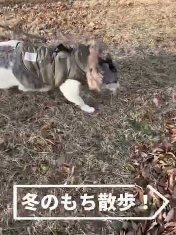 服を着た猫