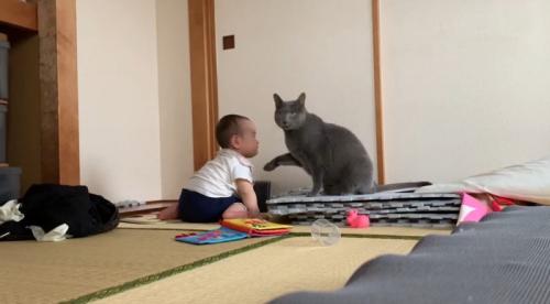 手を差し出す猫