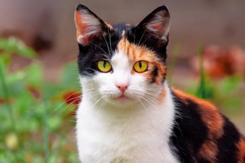正面を向いた三毛猫