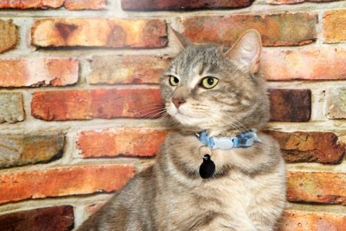ネームタグ付きの首輪をした猫