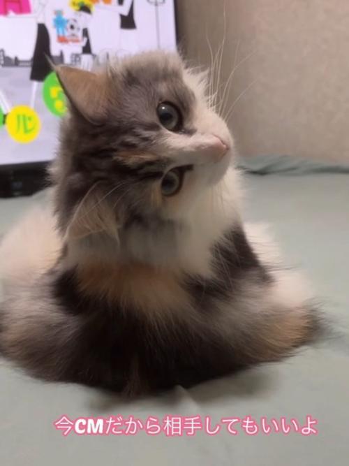 振り向く猫