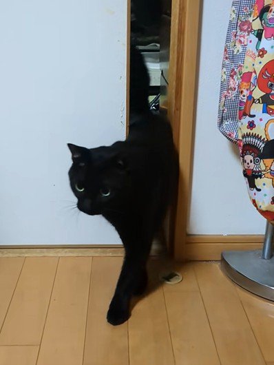 ドアの隙間から出てくる猫