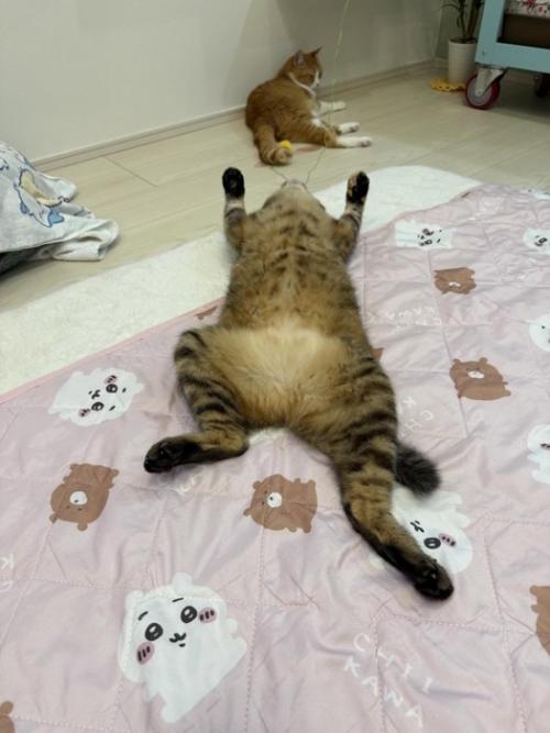 仰向けの猫