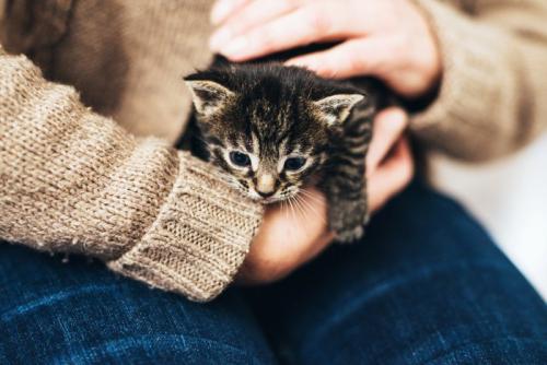 子猫を抱く飼い主