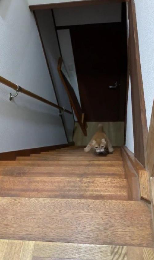 階段を登る猫