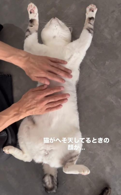 仰向けでおなかをなでられている猫