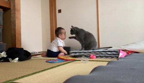 赤ちゃんを触る猫