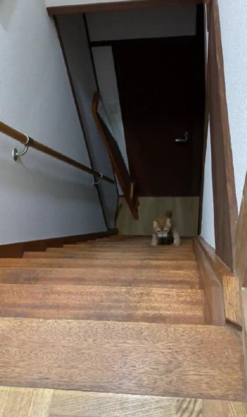 階段を登る猫