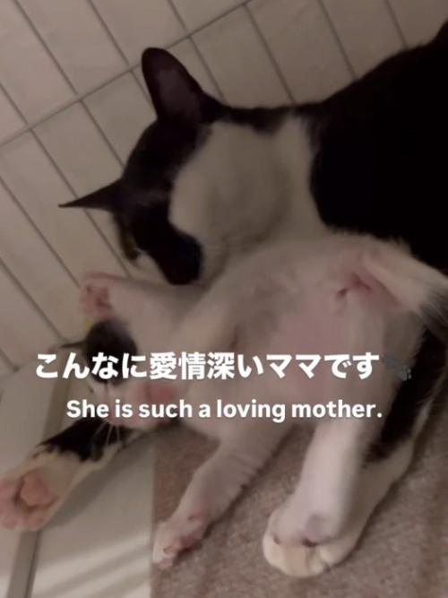子猫を毛づくろいする母猫