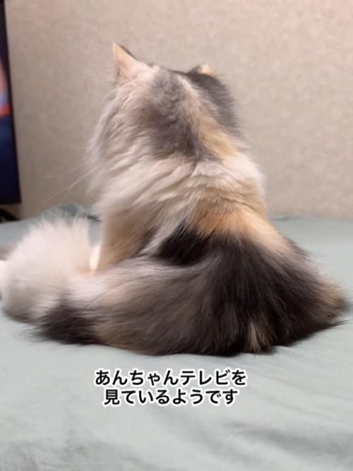 座る猫の後ろ姿