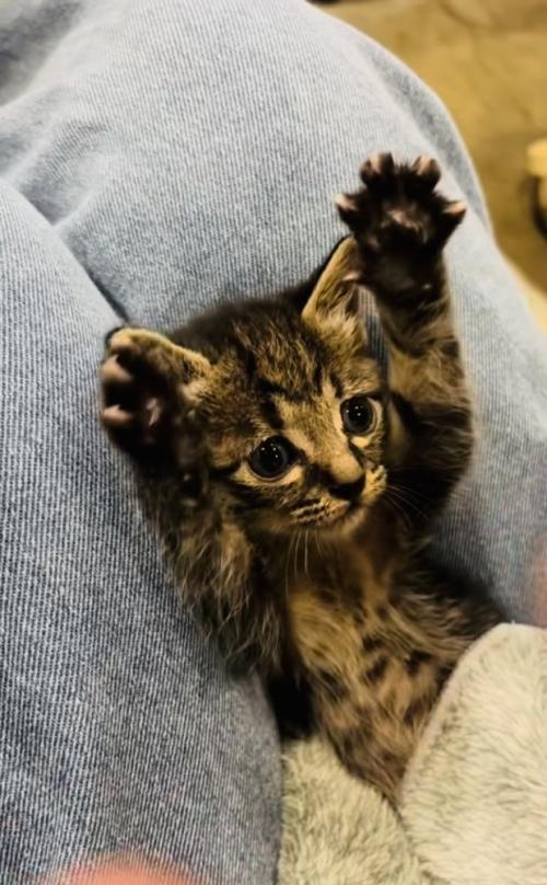 投稿主さんの真似をして万歳する子猫