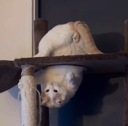 逆さまの体勢のまま、近くにあったキャットタワーの柱を前足で掴む猫