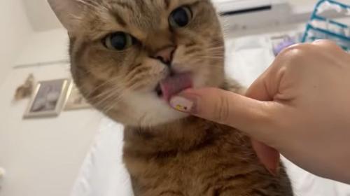 ぺろぺろみにら君