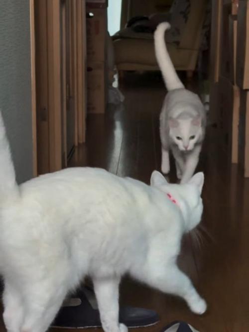 しっぽを立てて歩く猫