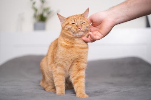 座った状態でうとうとしている猫