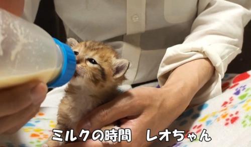 ミルクをのんでいる子猫