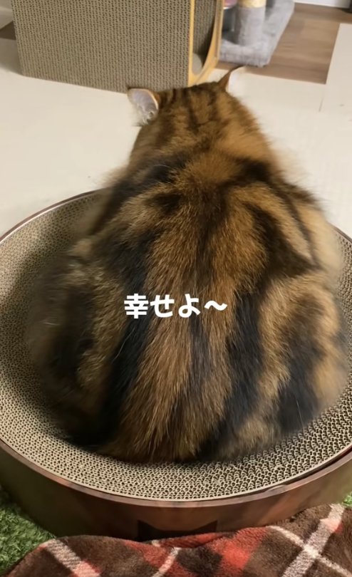 爪研ぎの上で香箱座りをしている猫の後ろ姿