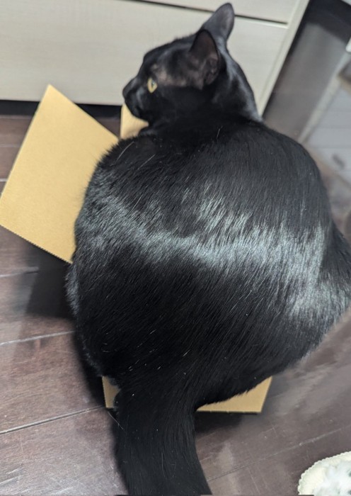 箱からはみ出る猫