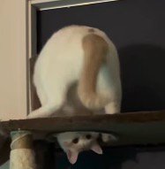 キャットタワーの板の穴に顔を入れて、自分のしっぽを見つめる猫